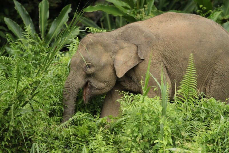 Young Elephant in Foliage