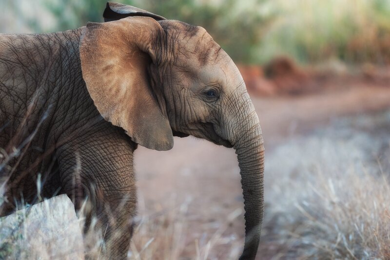 Young Elephant in Grass — Brown