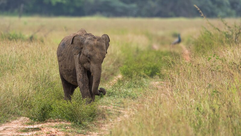 Young Elephant in Grass — Green