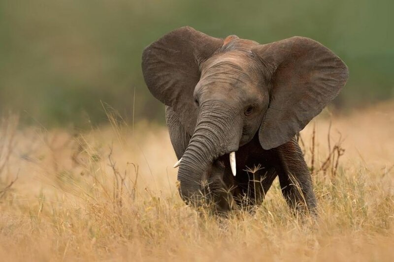 Young Elephant in Grass