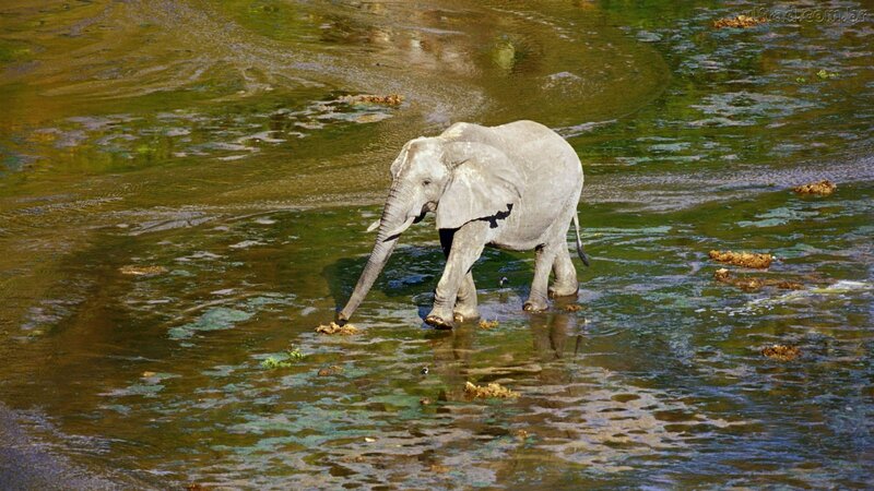 Young Elephant in Water
