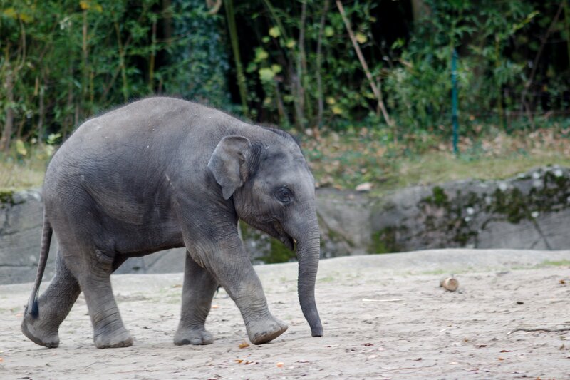 Young Elephant Walking