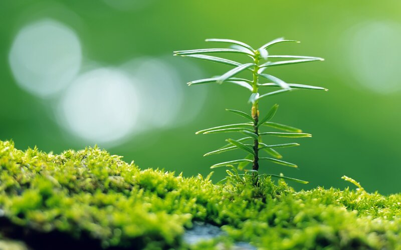 Young Evergreen Sapling