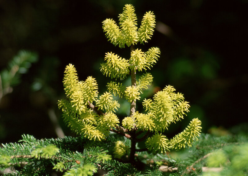Young evergreen sprout