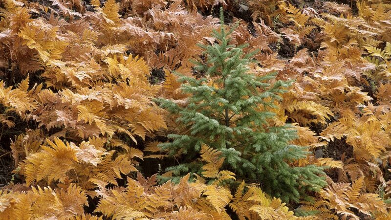 Young evergreen tree among ferns