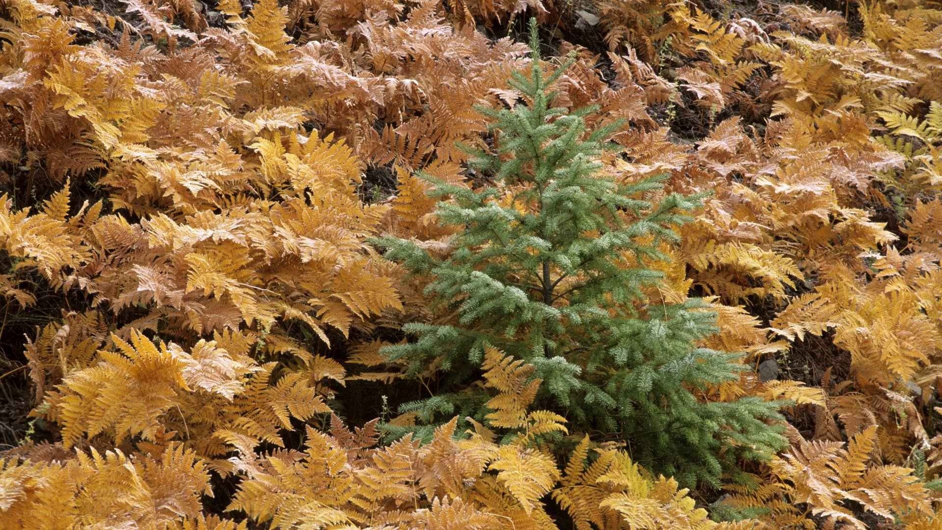 Young evergreen tree among ferns