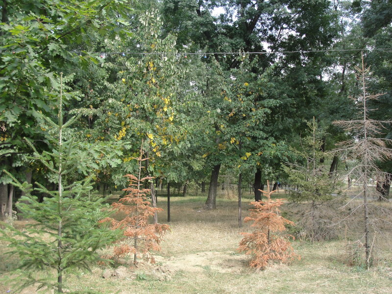 Young Evergreen Trees
