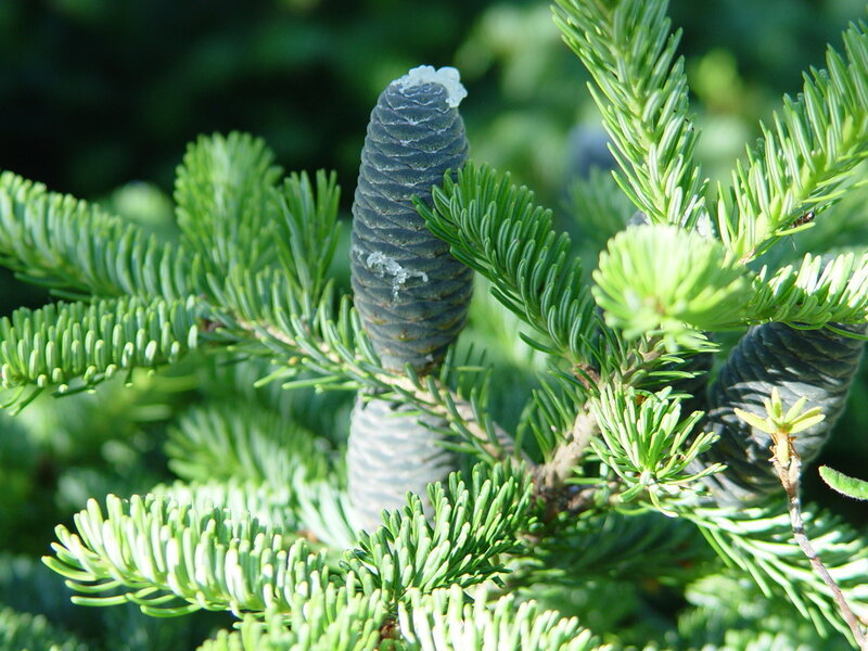 Young fir cone with green needles