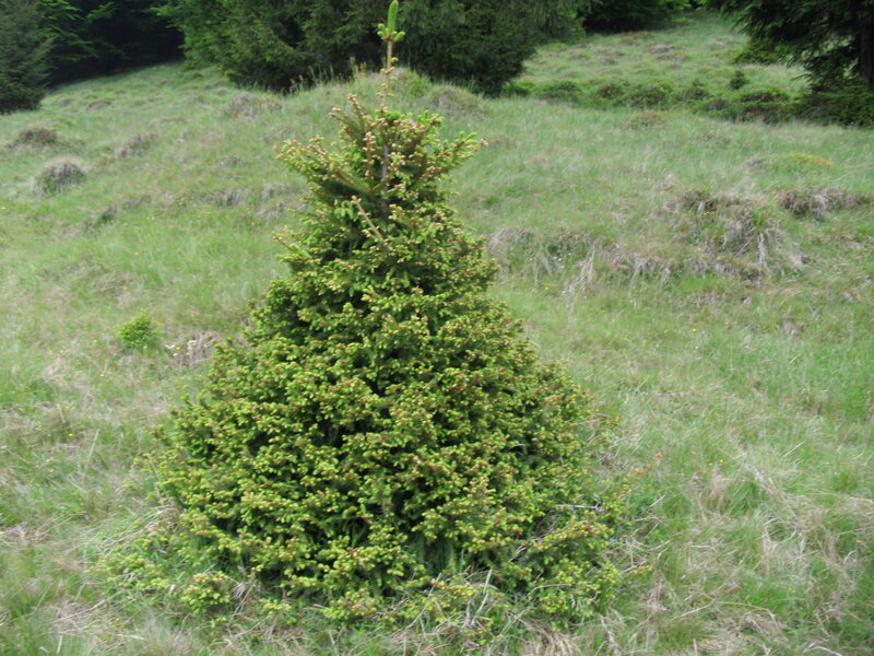 Young Fir Tree in Field