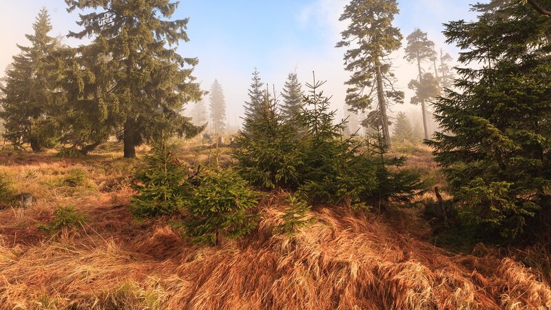 Young Fir Trees in Forest