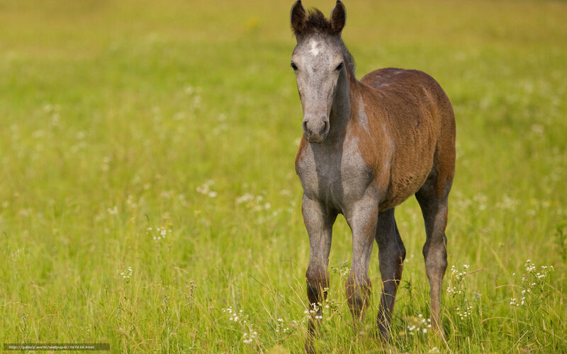 Young Foal in Field — Green