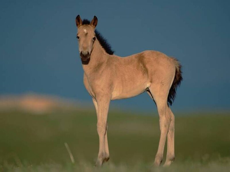 Young Foal in Field