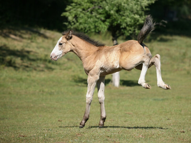 Young Foal Running — Green