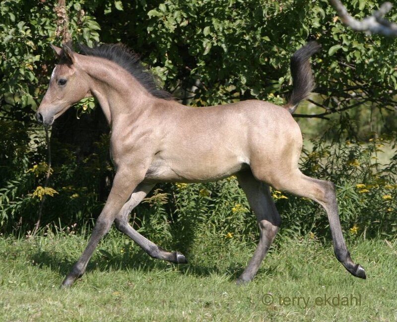 Young Foal Running