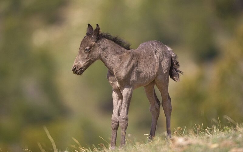 Young Foal Standing — Brown