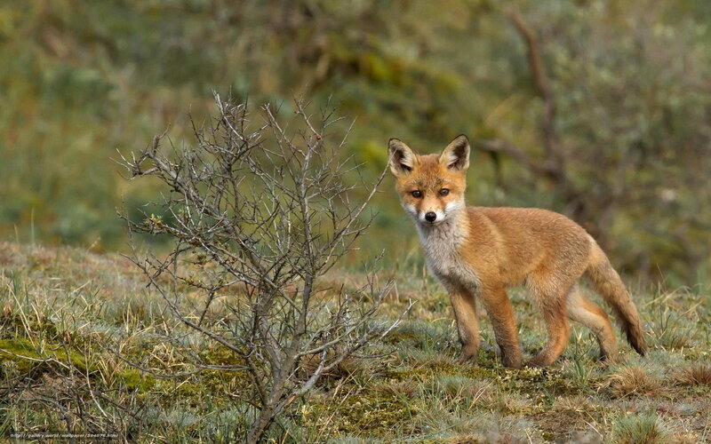 Young fox in a field