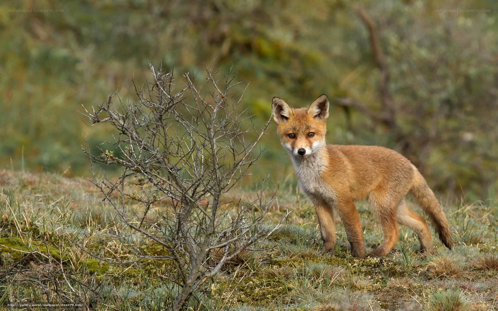Young fox in a field