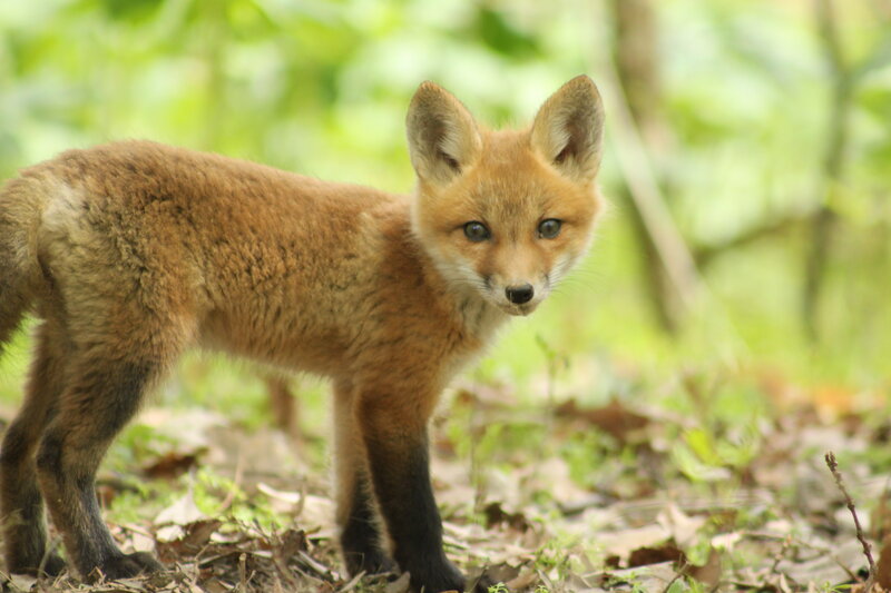 Young fox in forest