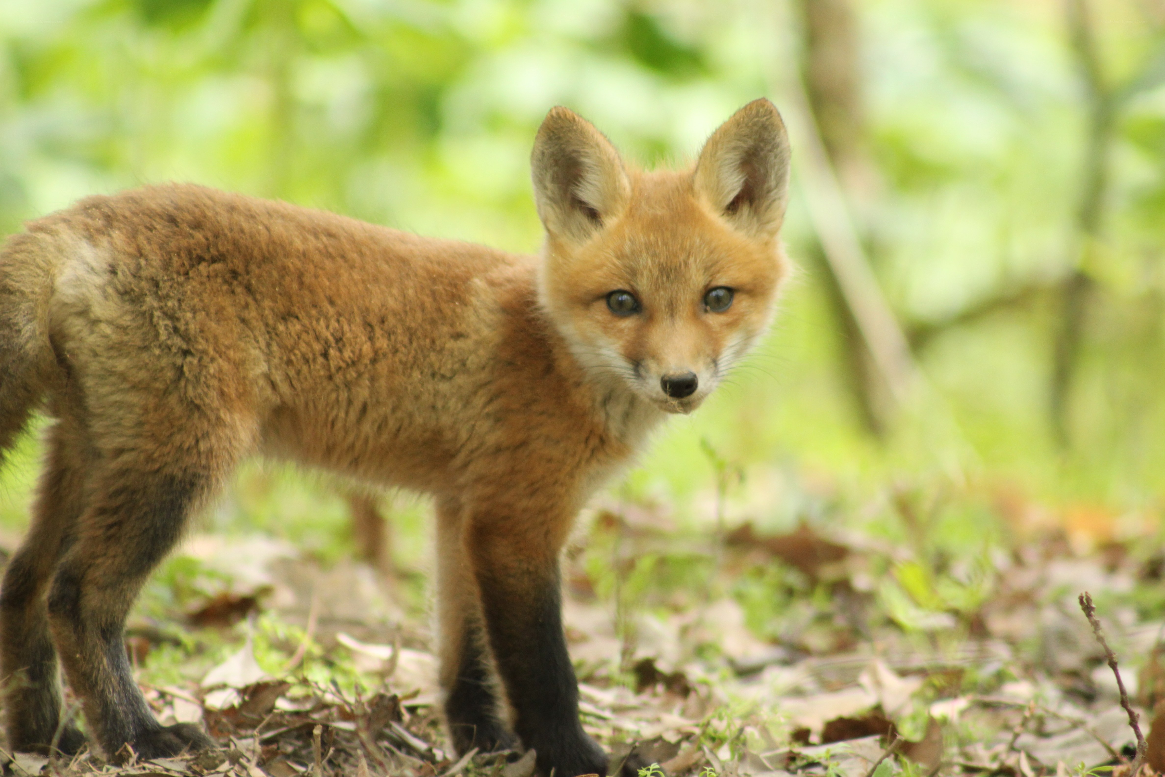 Young fox in forest