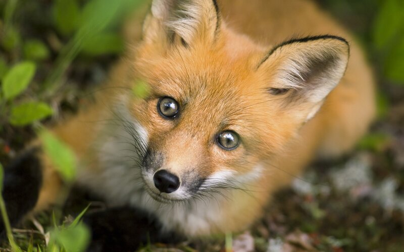 Young fox in the forest