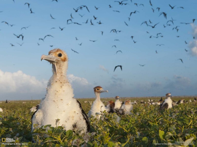 Young Frigate Bird