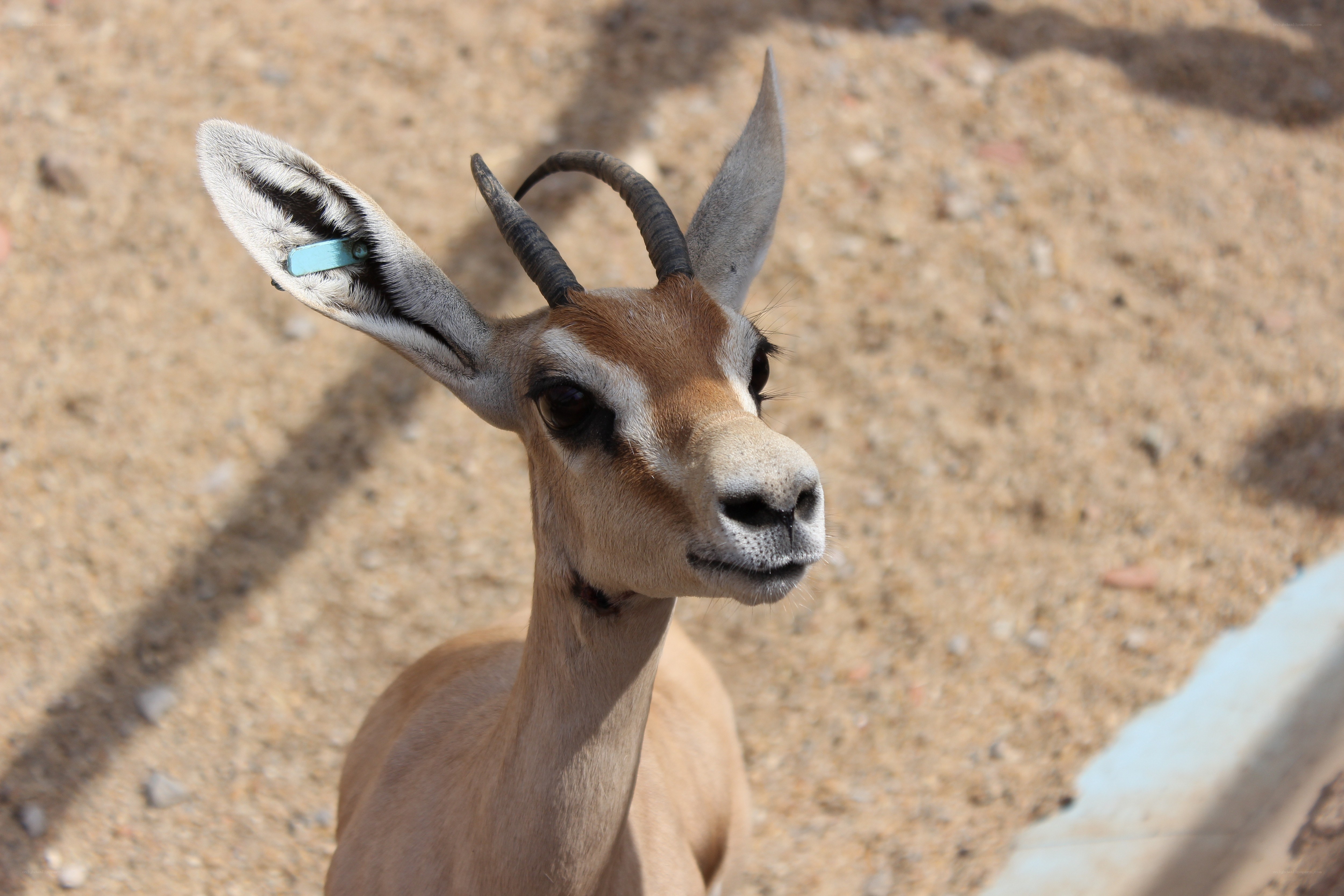 young gazelle with tag