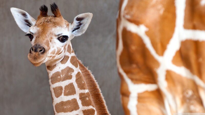 Young Giraffe Calf — Brown, Calm, Photograph