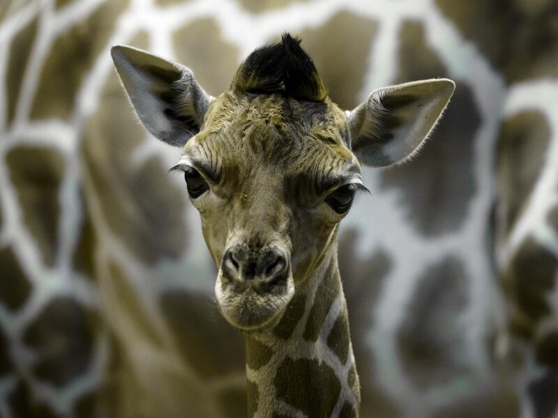 Young Giraffe Calf — Brown, Calm