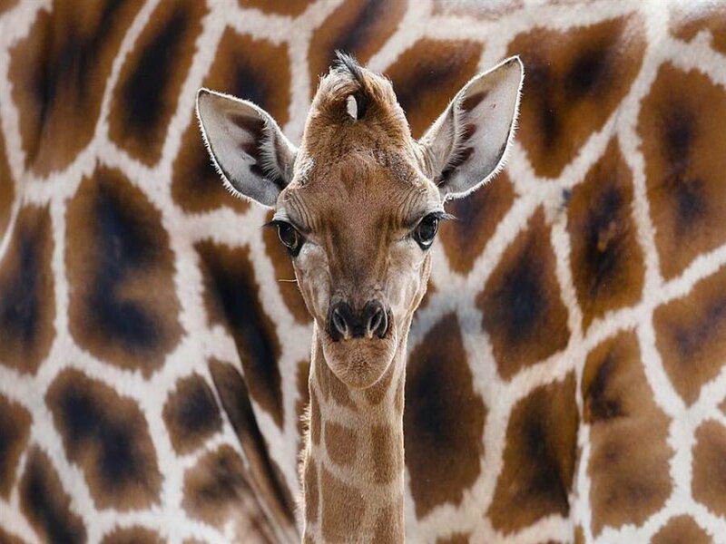 Young Giraffe Calf — Brown