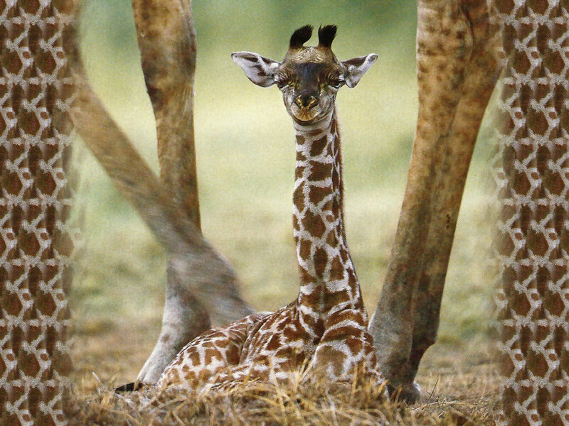 Young Giraffe Calf