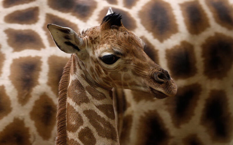 Young Giraffe Head