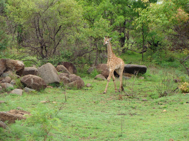 Young Giraffe in Grass