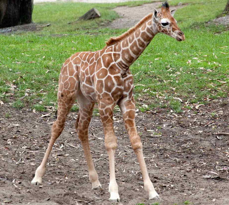 Young Giraffe Standing — Green