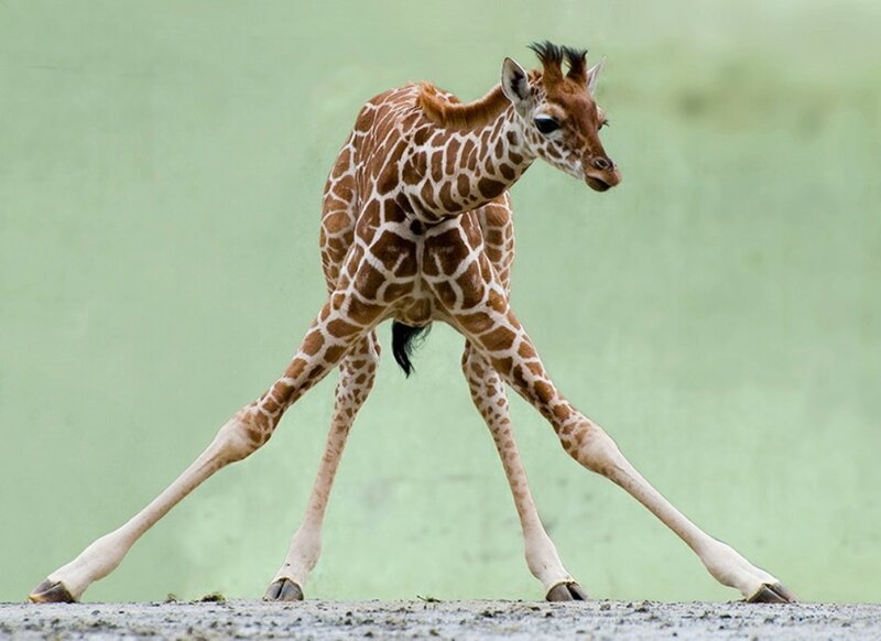 Young Giraffe Standing