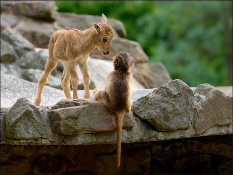 Young Goat and Monkey