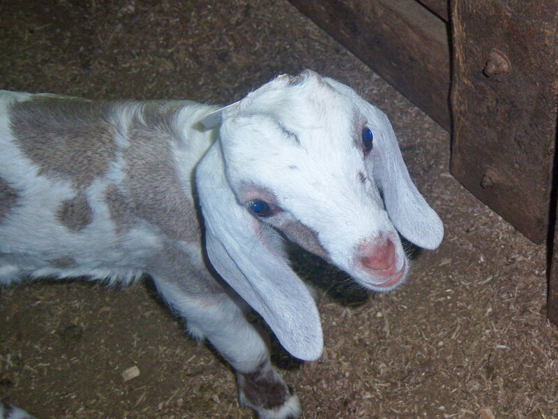young goat in a barn