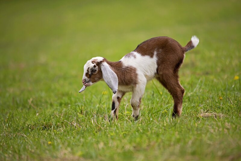 young goat in a grassy field