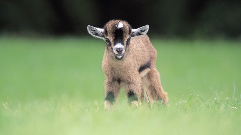 Young Goat in Grass — Green
