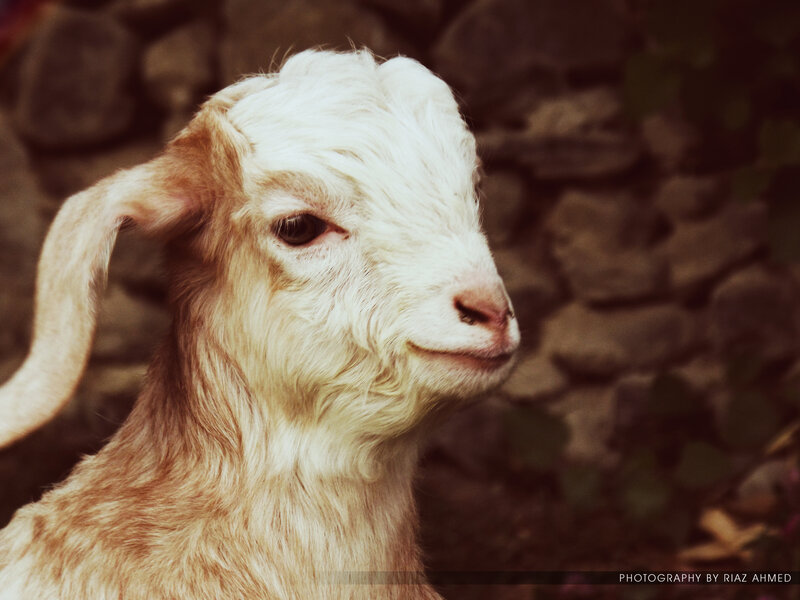 Young Goat in Profile