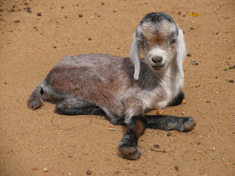 young goat lying on sand