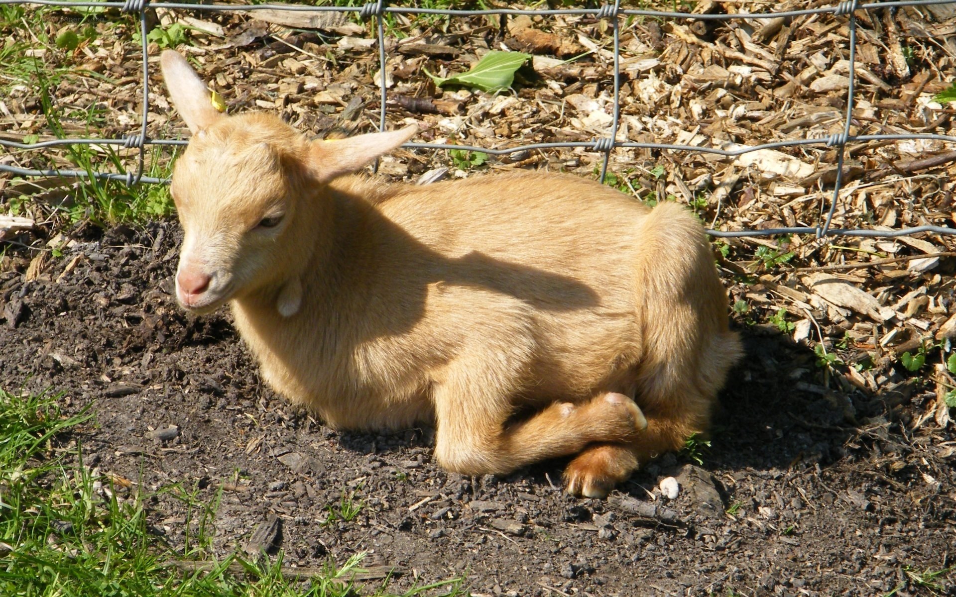 young goat resting in sun