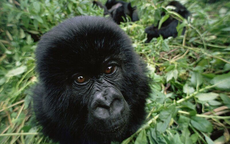 Young Gorilla in Foliage — Black, Natural