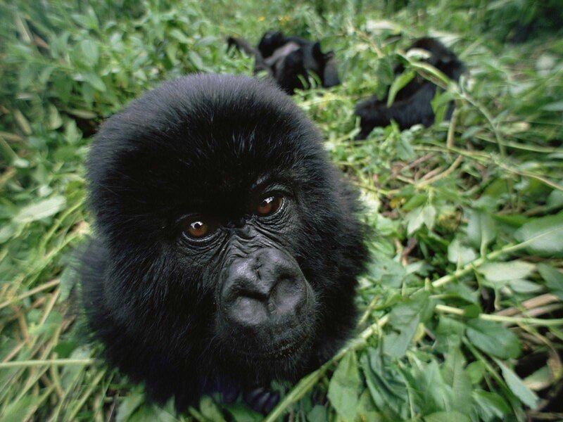 Young Gorilla in Foliage — Black