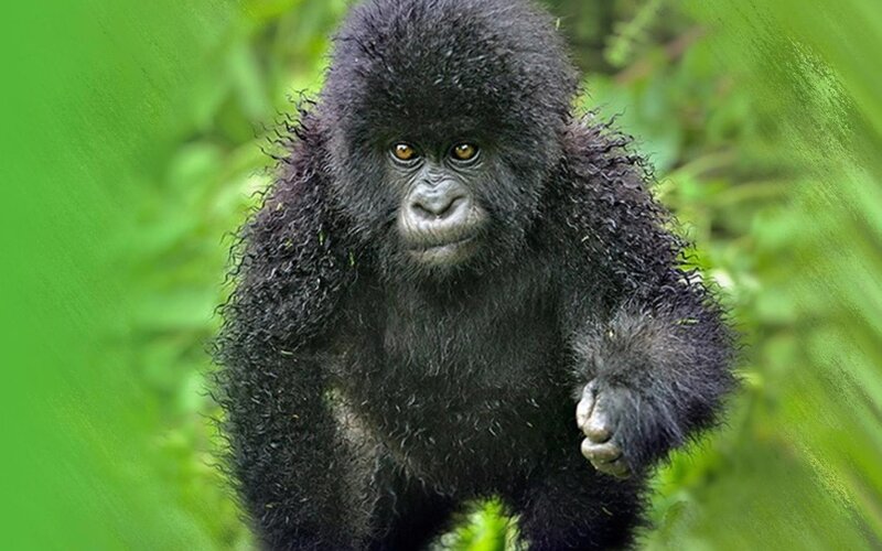 Young Gorilla in Forest