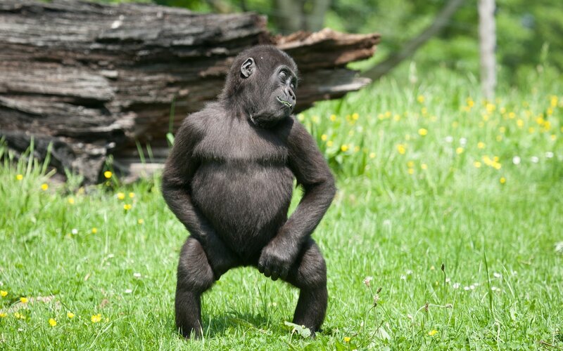 Young gorilla in grassy field