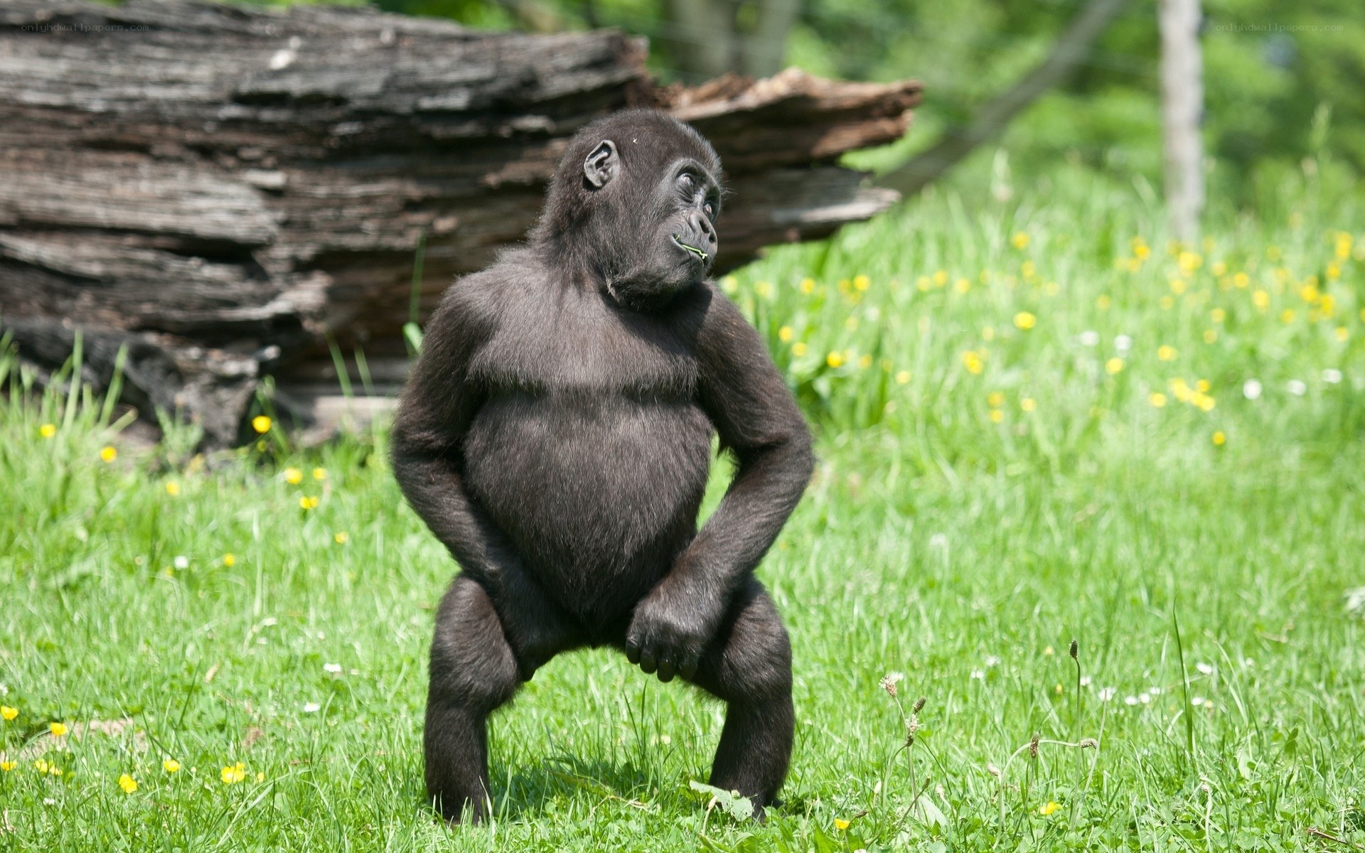 Young gorilla in grassy field