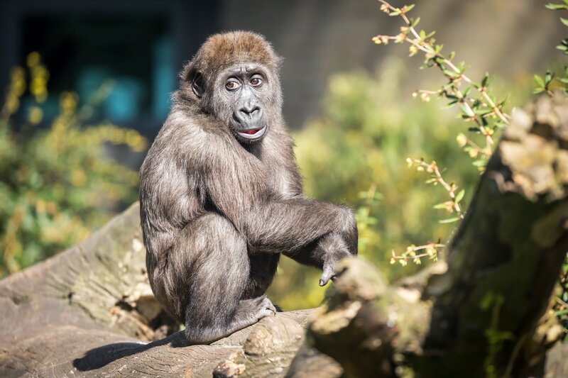 Young Gorilla Sitting — Brown