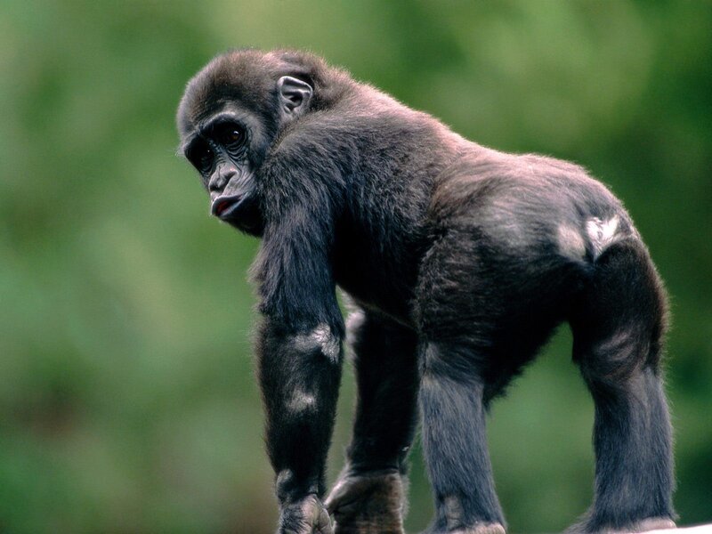 Young gorilla standing