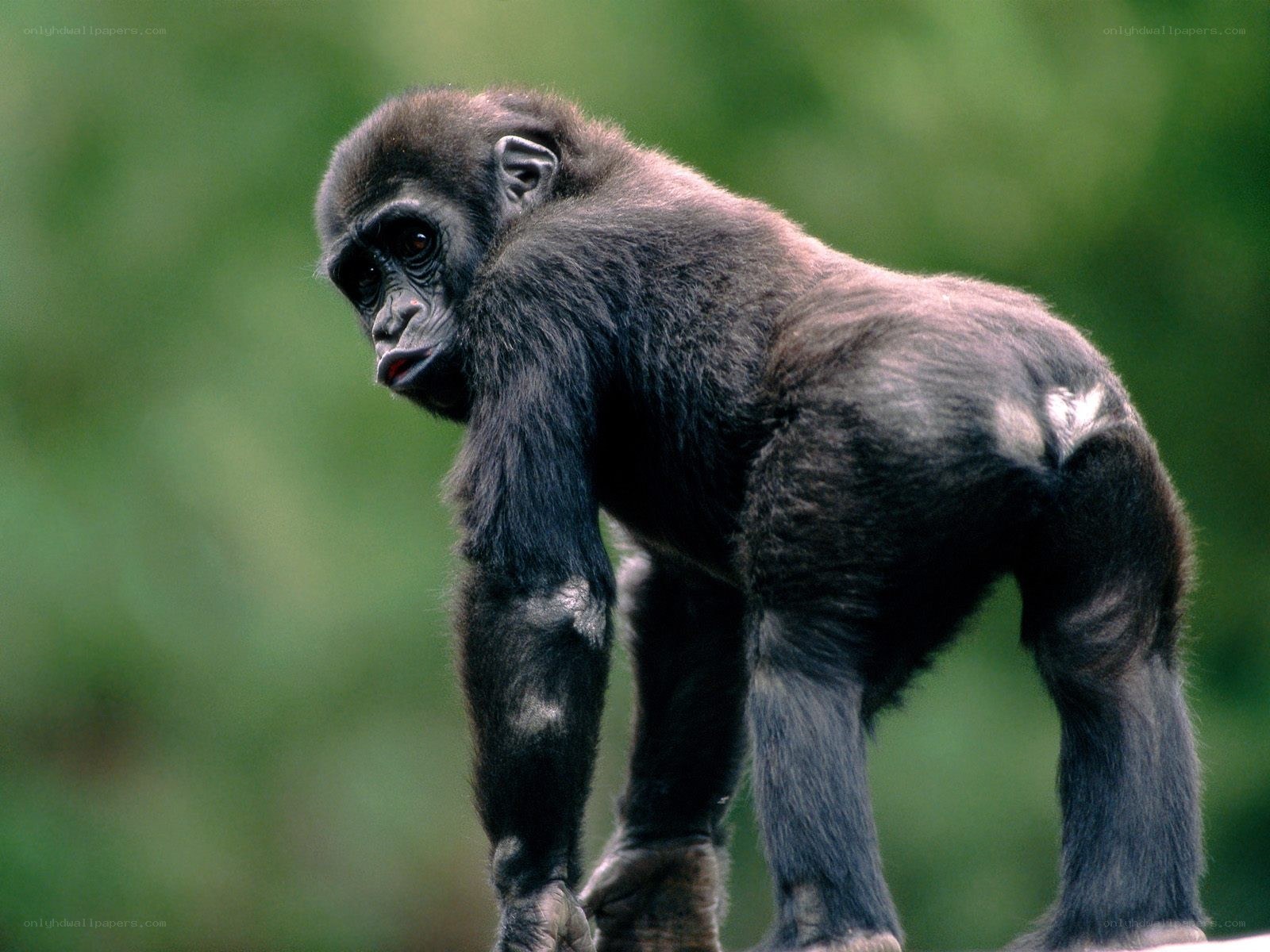 Young gorilla standing
