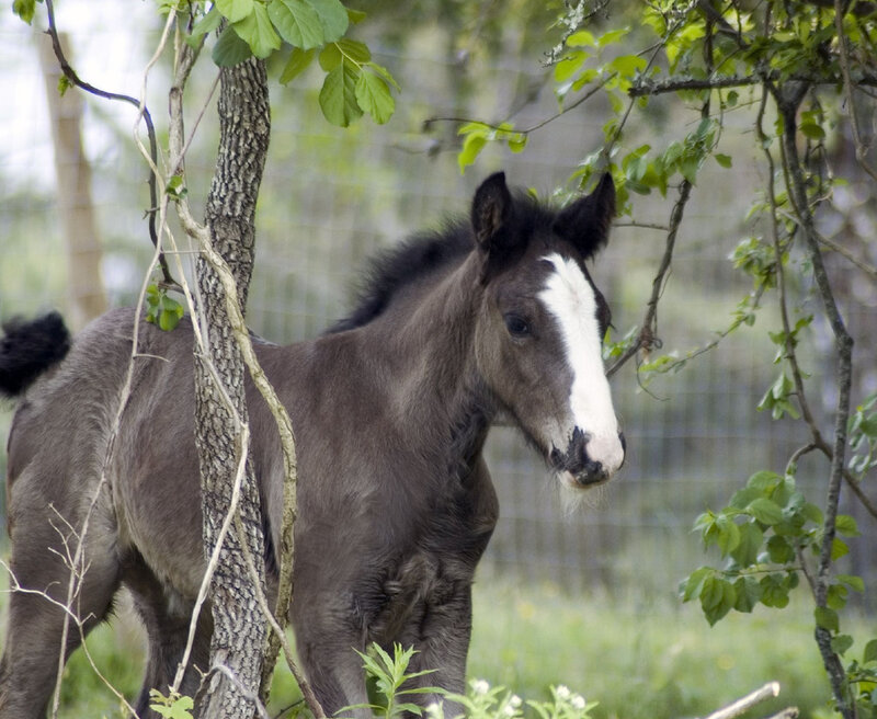 Young Gray Foal